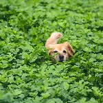 לינה וארוחת בוקר Althuizenhof *