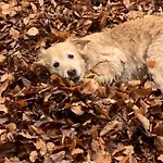 Althuizenhof לינה וארוחת בוקר