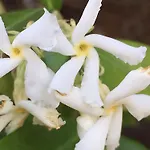 Althuizenhof לינה וארוחת בוקר