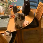 לינה וארוחת בוקר Althuizenhof