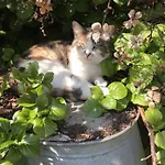 Althuizenhof * Doenrade