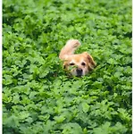 Althuizenhof לינה וארוחת בוקר *