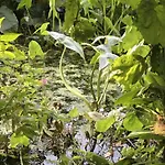 לינה וארוחת בוקר Althuizenhof