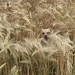 לינה וארוחת בוקר Althuizenhof *