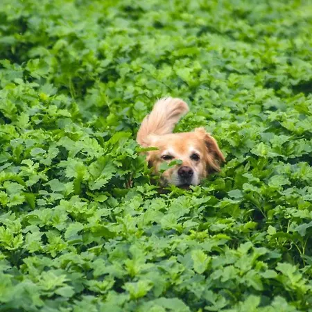 住宿加早餐酒店 Althuizenhof *