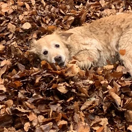 Althuizenhof 住宿加早餐酒店