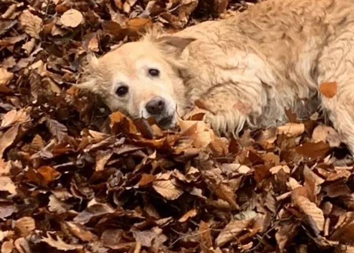 Althuizenhof Bed & Breakfast