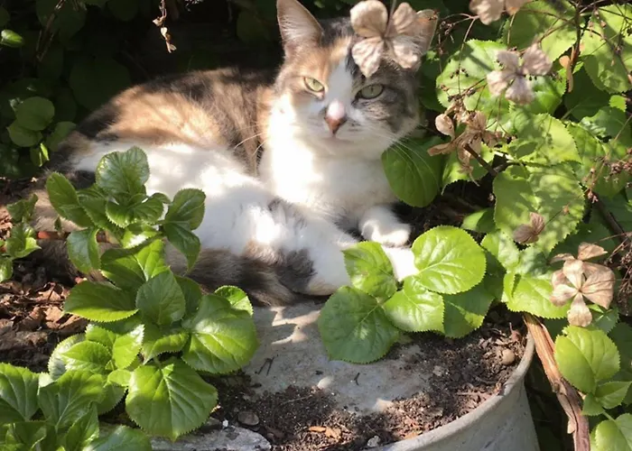 Althuizenhof * Doenrade