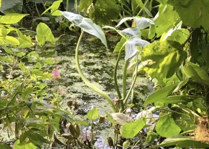 Bed & Breakfast Althuizenhof Doenrade