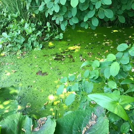 Bed & Breakfast Althuizenhof Doenrade