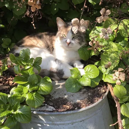 Althuizenhof * Doenrade