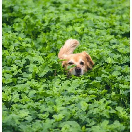 Althuizenhof Bed & Breakfast *