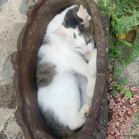 Althuizenhof * Doenrade