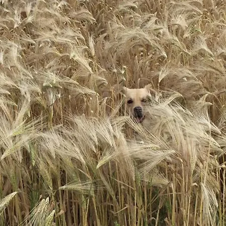 Bed & Breakfast Althuizenhof *