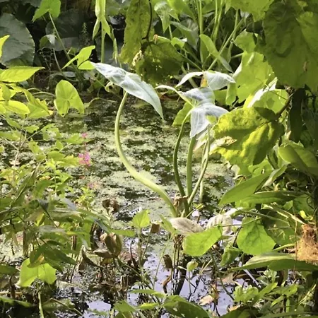 Bed & Breakfast Althuizenhof Doenrade