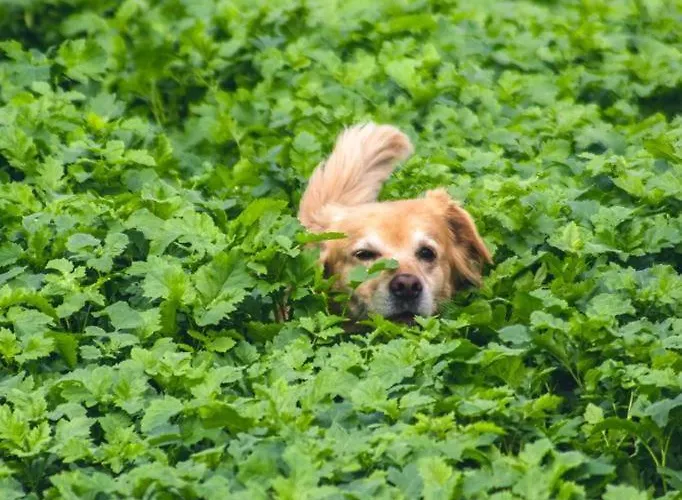 לינה וארוחת בוקר Althuizenhof *