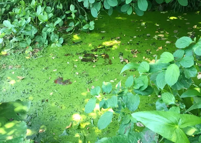 לינה וארוחת בוקר Althuizenhof Doenrade