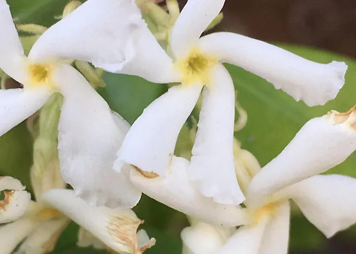 Althuizenhof לינה וארוחת בוקר