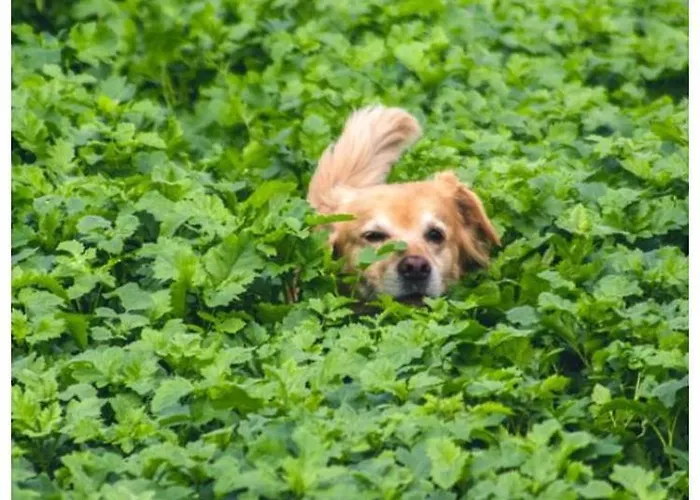 Althuizenhof לינה וארוחת בוקר *