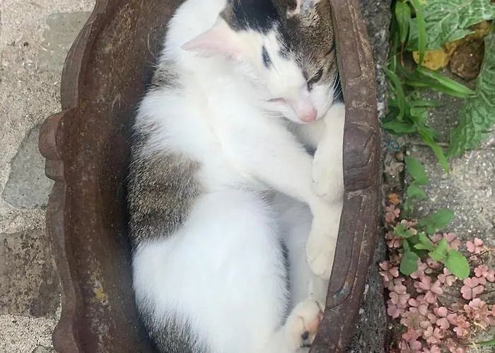 Althuizenhof * Doenrade