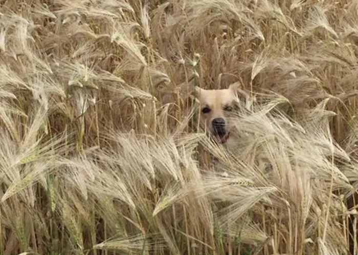 לינה וארוחת בוקר Althuizenhof *